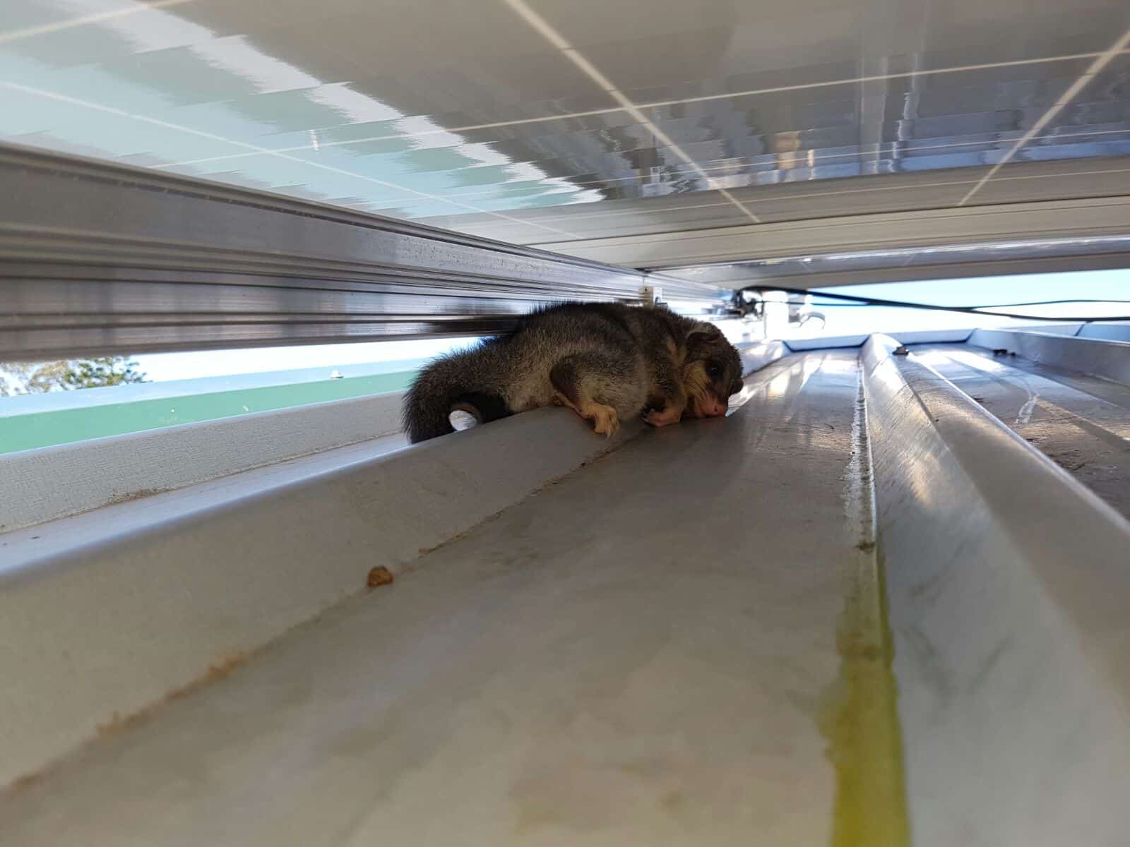 solar panel possum solar panel possum